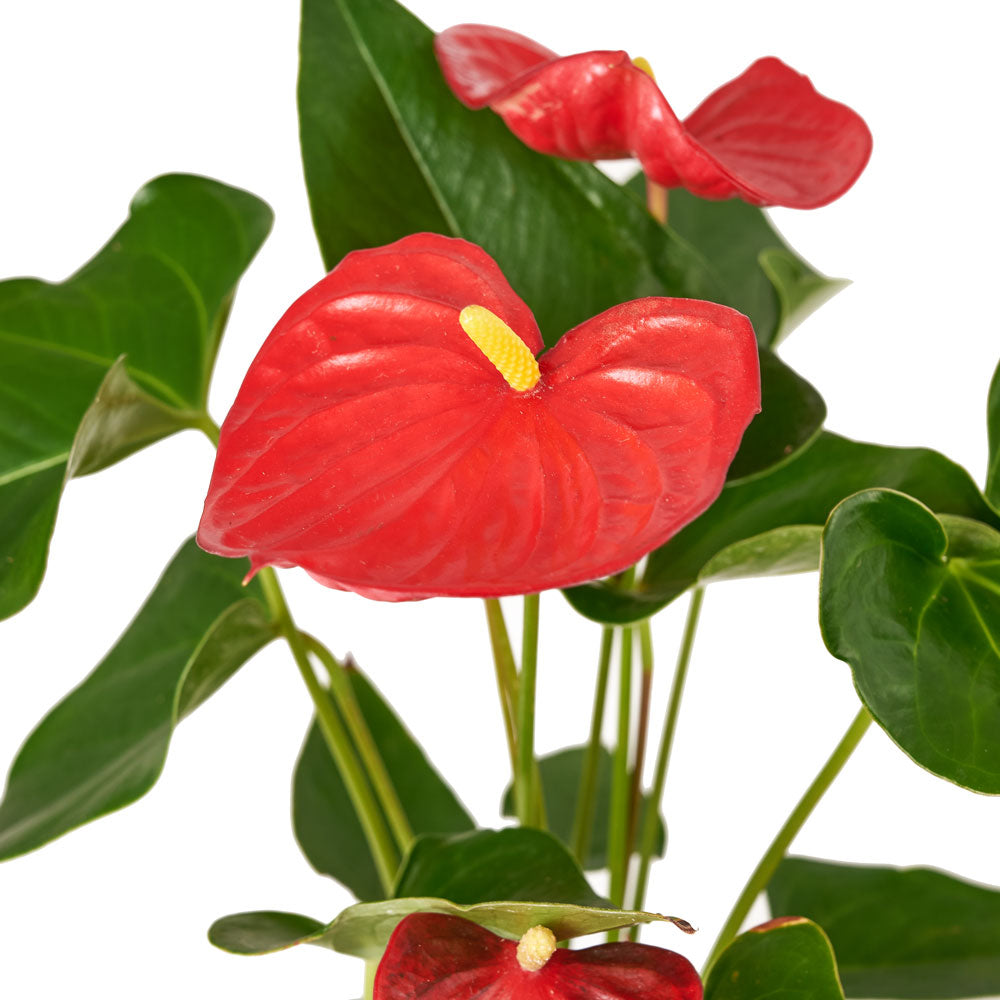 Flamingo Plant Arrangement - Floral Gift - Same Day Toronto DeliveryFlamingo Plant Arrangement - Floral Gift - Same Day Toronto Delivery