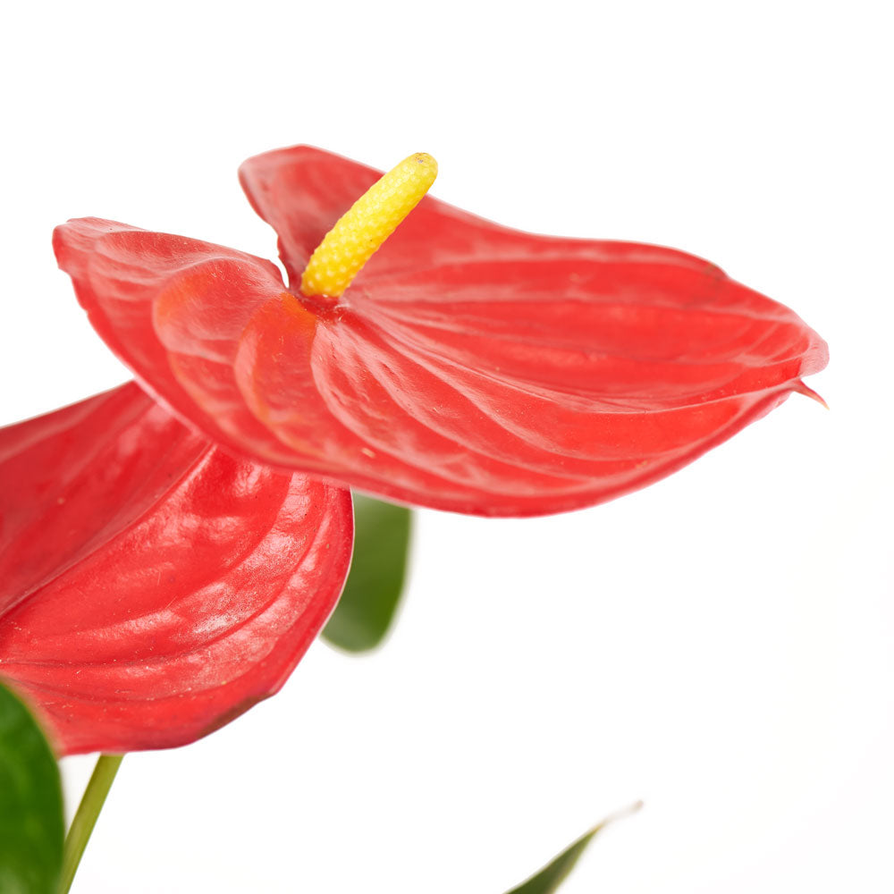 Flamingo Plant Arrangement - Floral Gift - Same Day Toronto Delivery