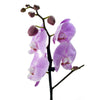 Floral Treasures Flowers Chocolate Gift - Orchid Gift Set - Toronto Delivery