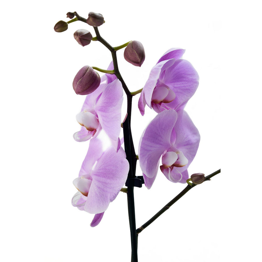 Floral Treasures Flowers Chocolate Gift - Orchid Gift Set - Toronto Delivery