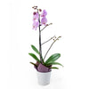 Floral Treasures Exotic Orchid Plant. Same Day Toronto Delivery