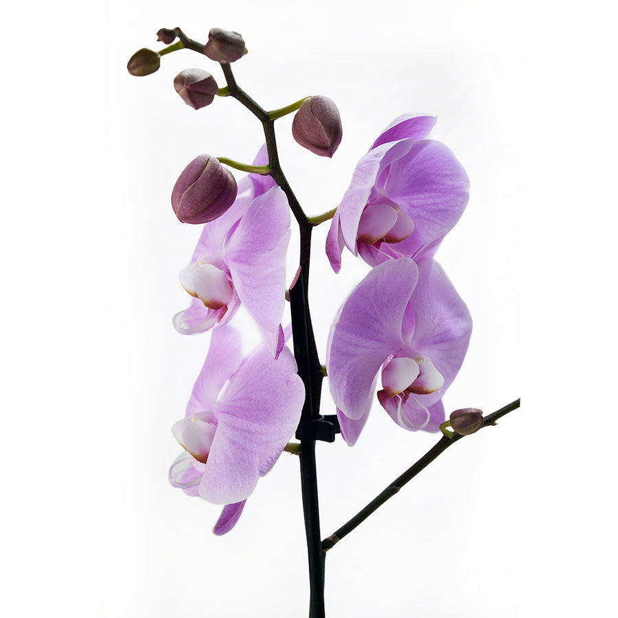 Floral Treasures Exotic Orchid Plant. Same Day Toronto Delivery