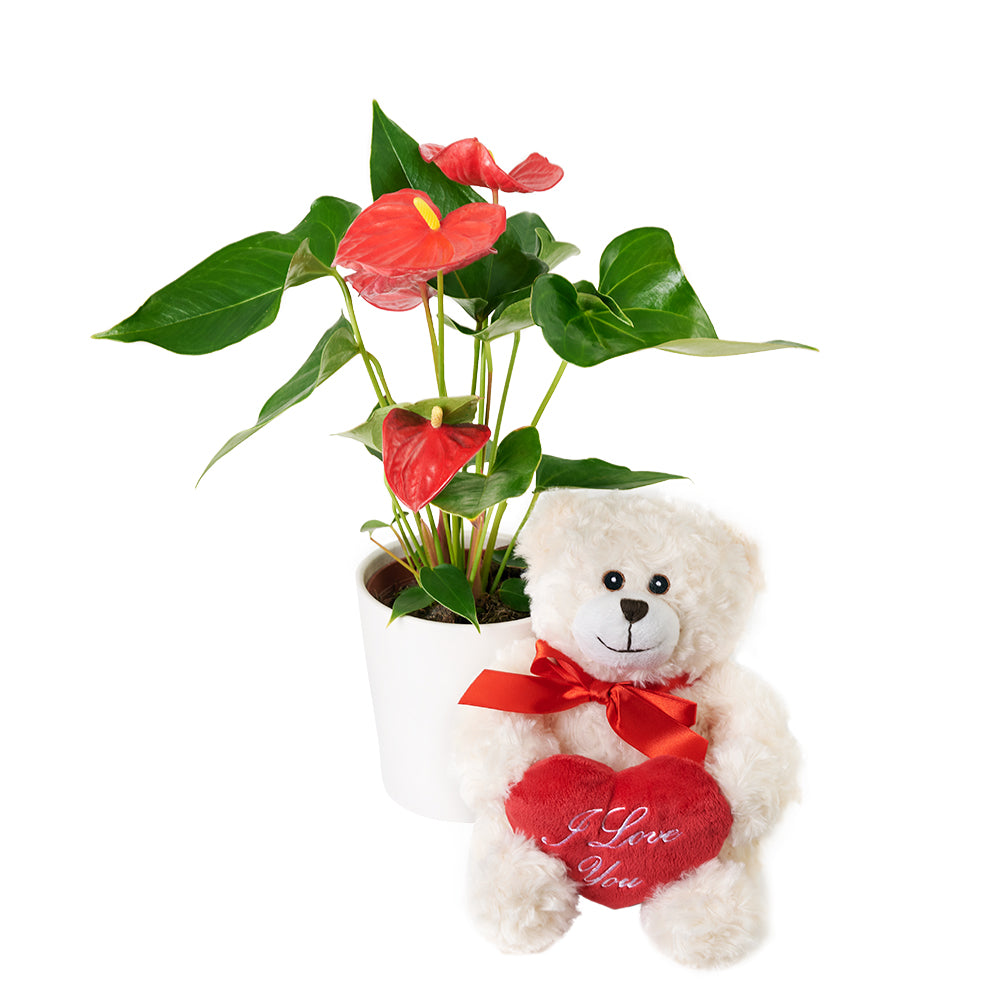 For My Love Flower Gift  - Anthurium and Teddy Bear Gift Set - Same Day Toronto Delivery