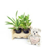 Gardener's chair potted plant arrangement with bear. Same Day Toronto Delivery