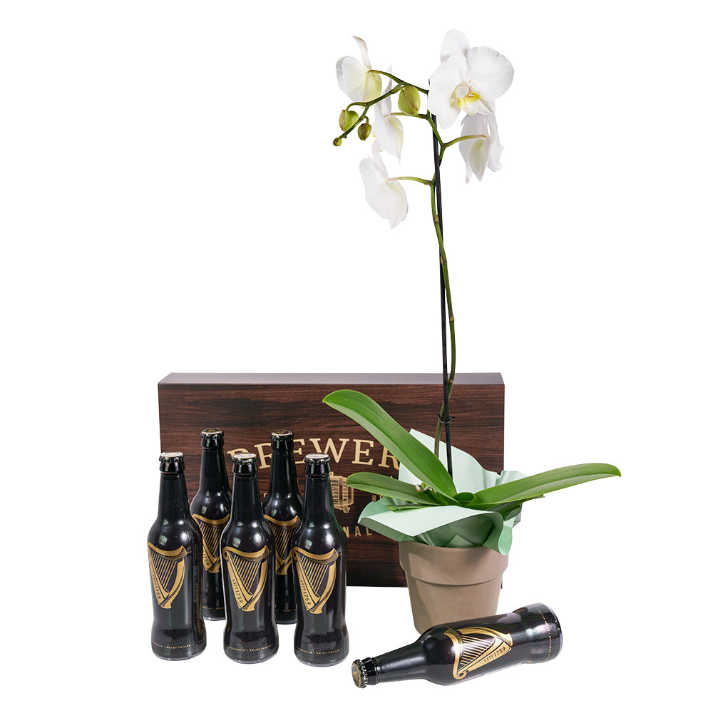 Guinness beers and white orchid gift. Same Day Toronto Delivery.