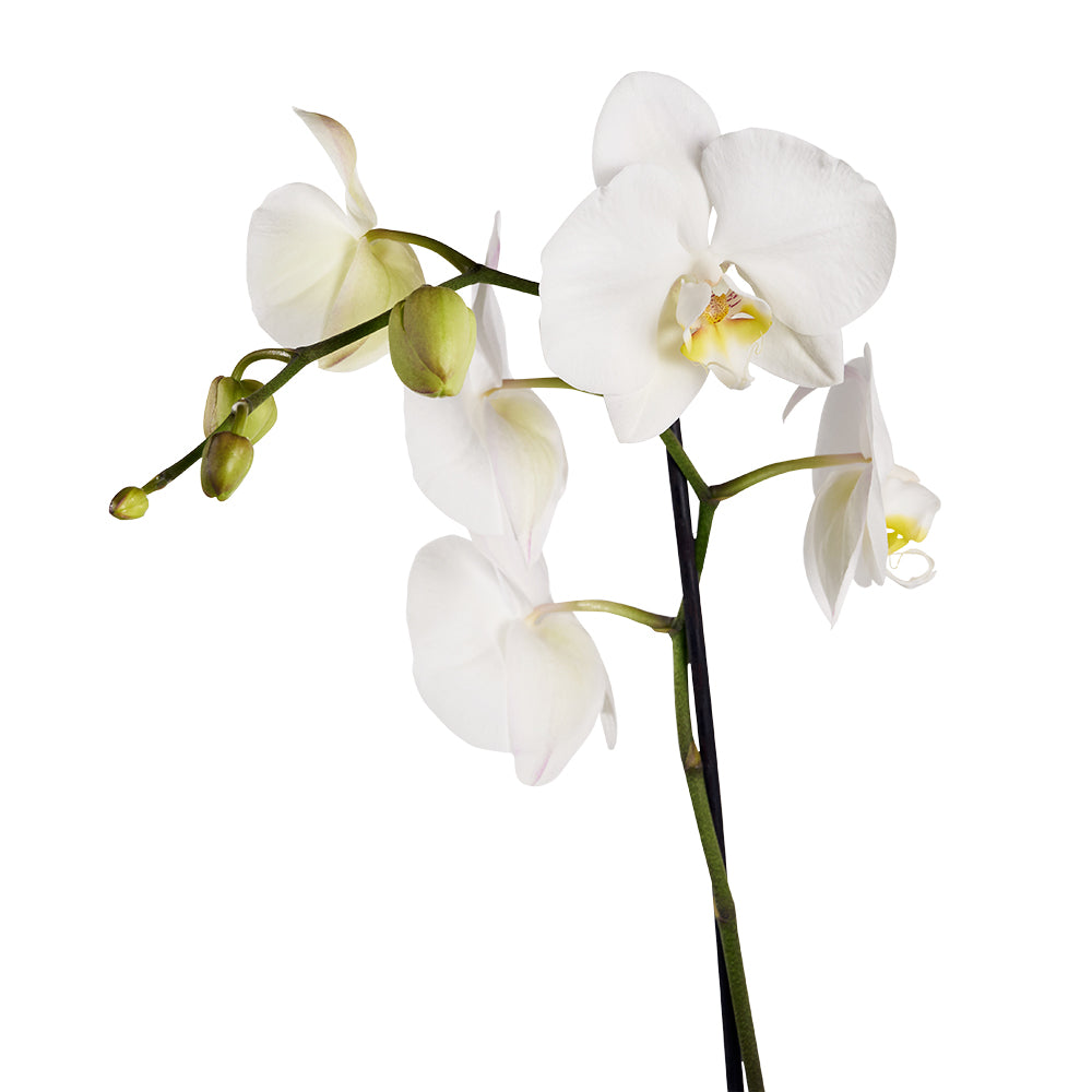 Guinness beers and white orchid gift. Same Day Toronto Delivery.