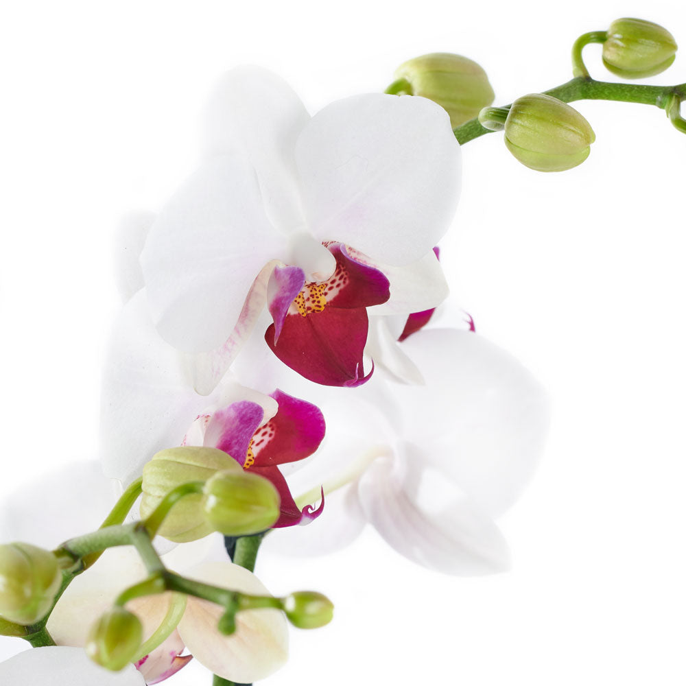 Lavish Exotic Orchid Plant - Orchid Plant Gift - Same Day Toronto Delivery