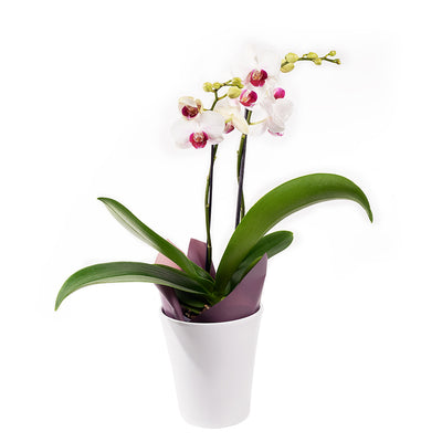 Lavish Exotic Orchid Plant - Orchid Plant Gift - Same Day Toronto Delivery