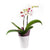 Lavish Exotic Orchid Plant