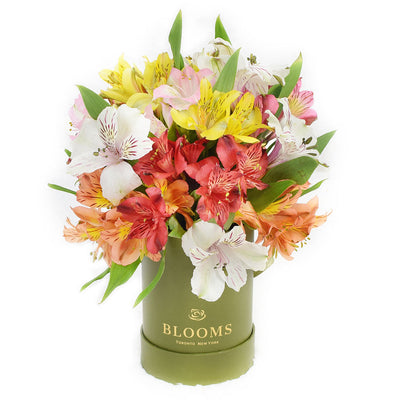 Fresh Lily Gifts | Livewire Lilies Flower Gift