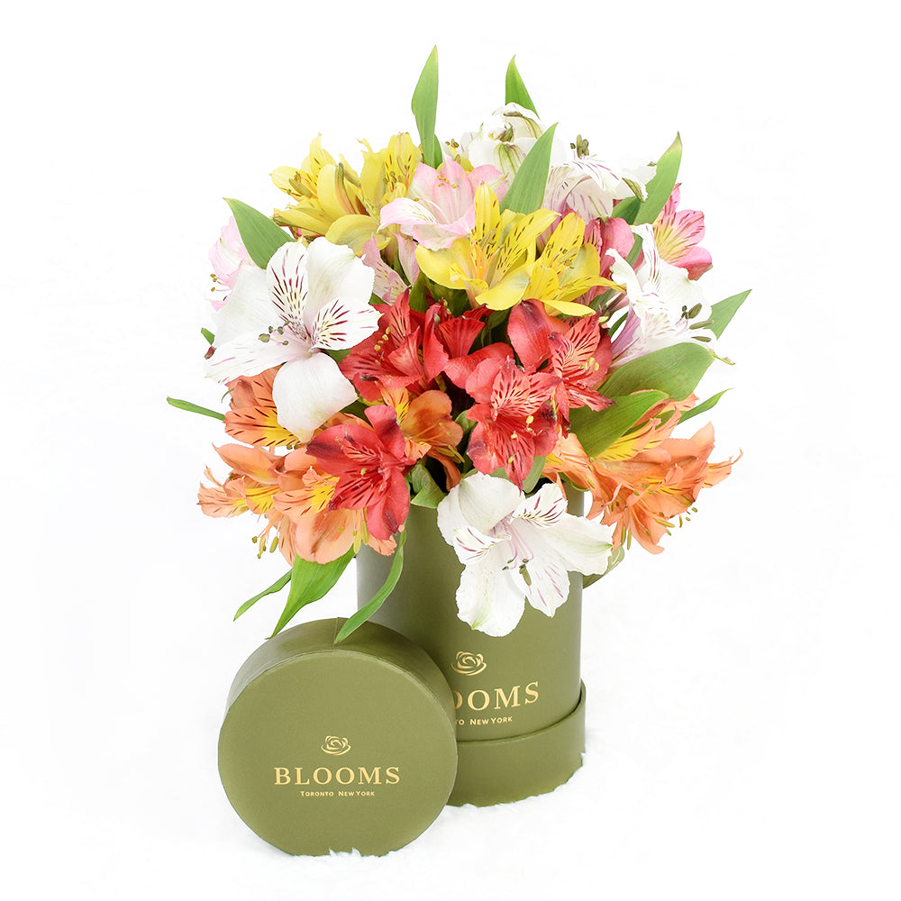 Livewire Lilies Flower Gift &amp; Chocolates