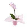 Pink Whispers Exotic Orchid Plant, Toronto Same Day Flower Delivery, Toronto Flower Gifts, Orchids