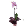 Elegant Orchid Plant, plant gift, orchid gift, orchid, same day toronto delivery, toronto delivery