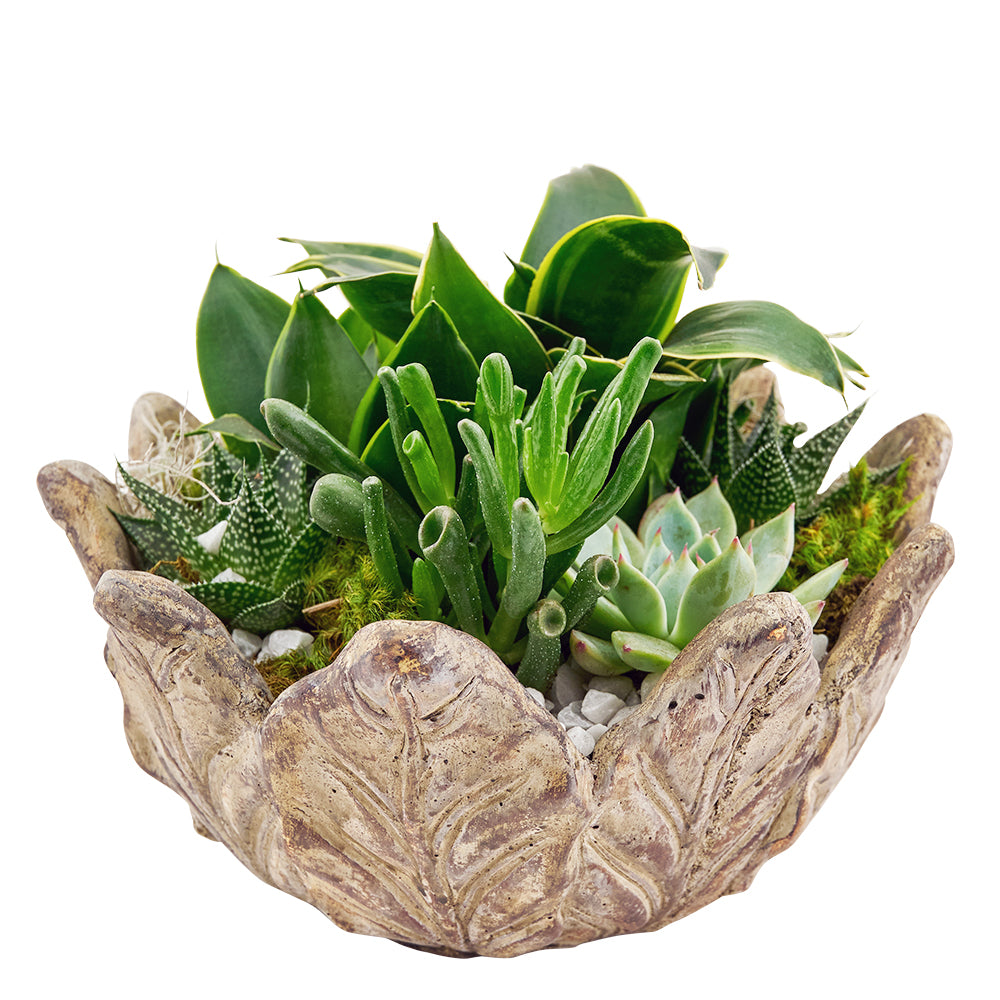 Succulent arrangement in a planter. Same Day Toronto Delivery