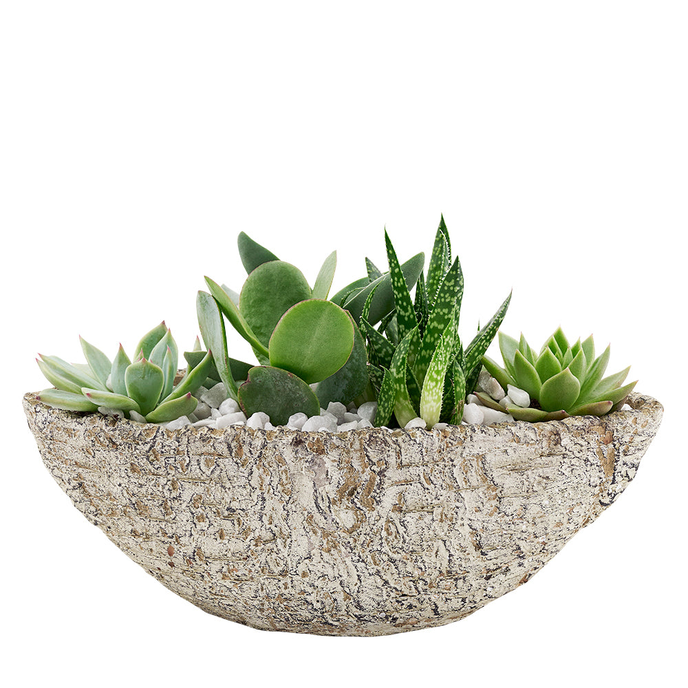 Toronto Same Day Flower Delivery - Toronto Flower Gifts - Plant Gifts - Cactus