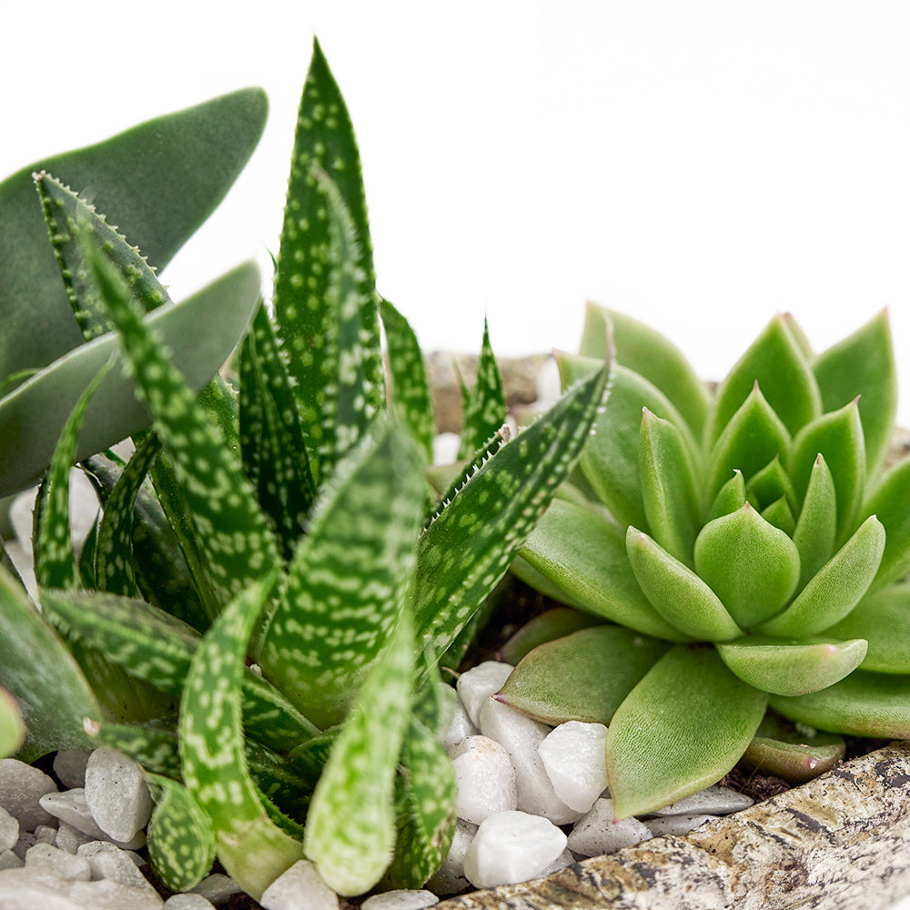 succulent plant delivery toronto Plant Gifts | Nature's Own Succulent Garden