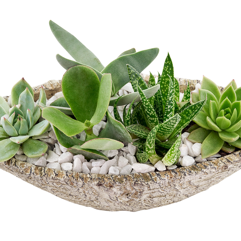 Toronto Same Day Flower Delivery - Toronto Flower Gifts - Plant Gifts - Cactus