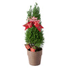 Mini Christmas Tree, Christmas Tree, Christmas Plant, Xmas Plant, Plant Gifts, Toronto Delivery