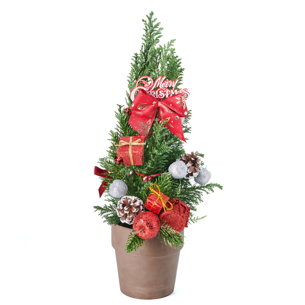 Set 24022-2021,  christmas,  holiday,  Floral Gift,  mini christmas tree,  tree,  holiday mini tree delivery, delivery holiday mini tree, christmas tree gift canada, canada christmas tree gift, toronto