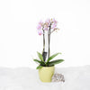 Orchid Vase Arrangement - Orchid Potted Plant - Same Day Toronto Delivery