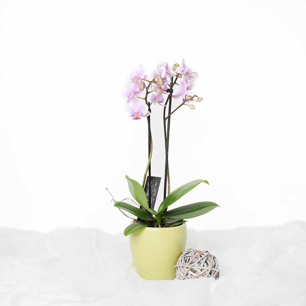 Orchid Vase Arrangement