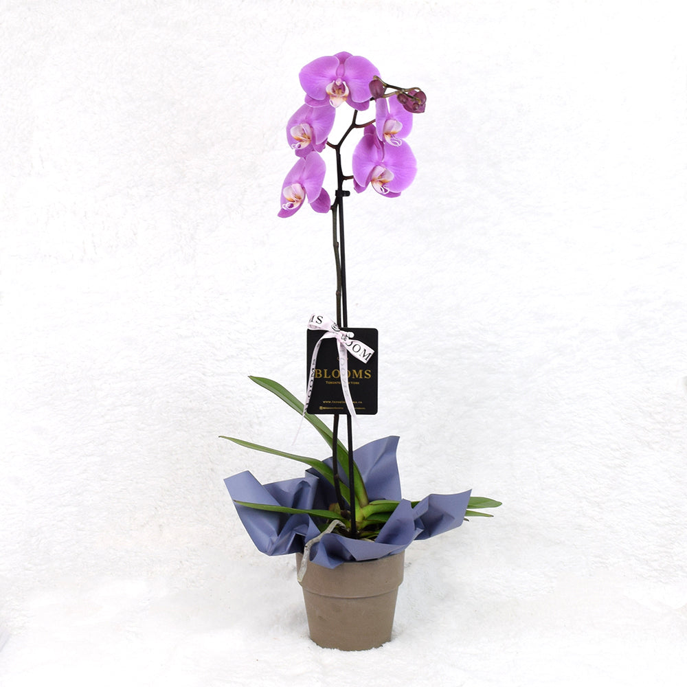 Valentine's Day Pink Orchid. Blooms Toronto - Blooms Toronto Delivery