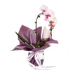 Orchid and Planter - Orchid Potted Plant Gift - Same Day Toronto Delivery