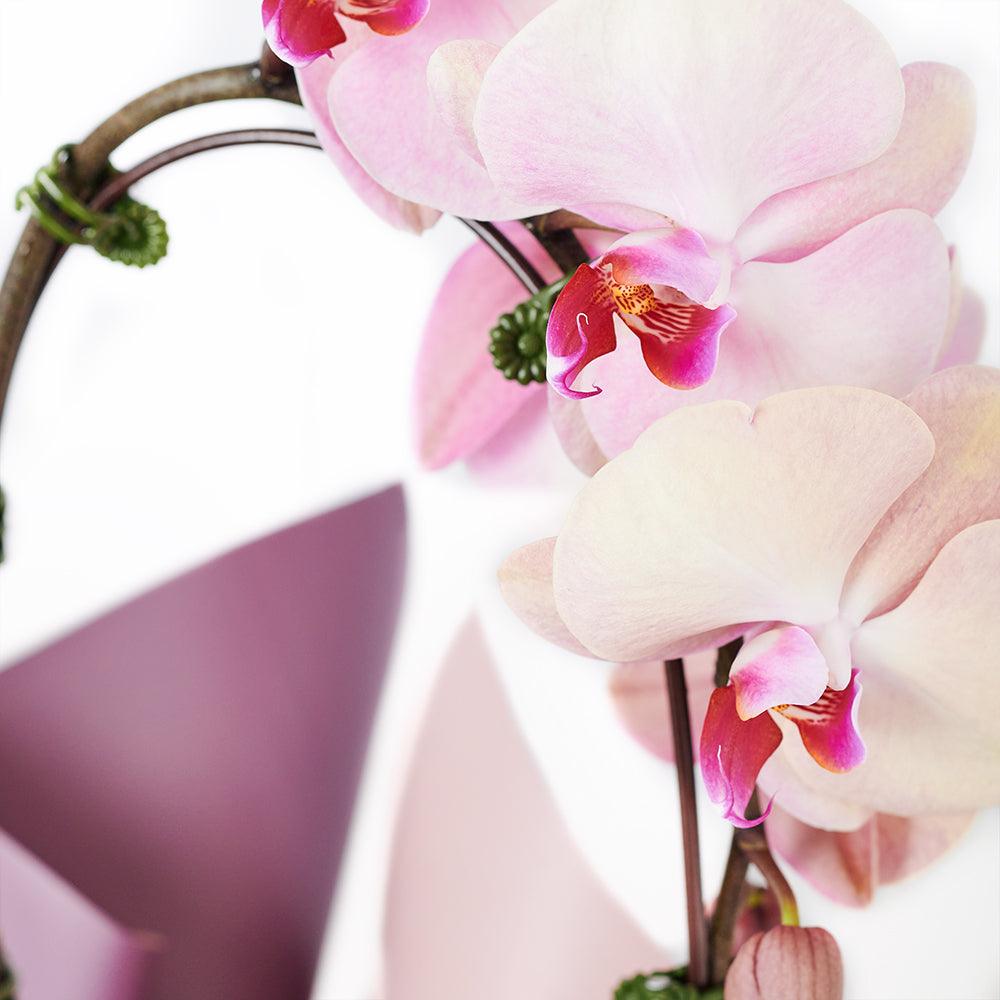 Orchid and Planter - Orchid Potted Plant Gift - Same Day Toronto Delivery