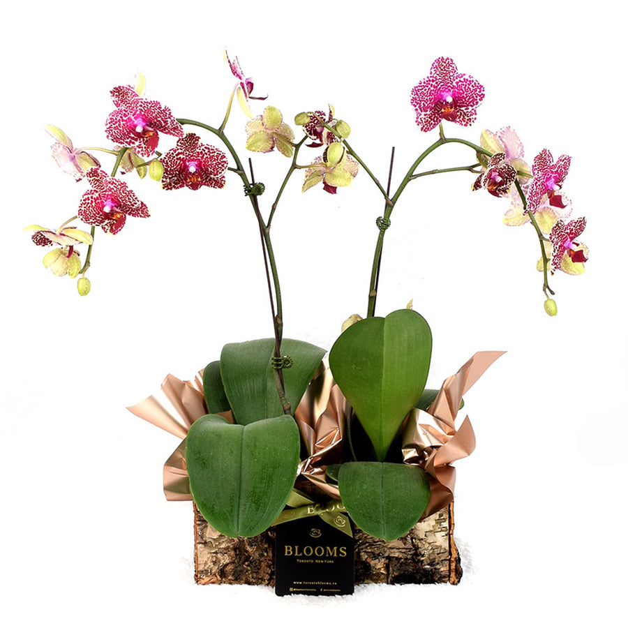 Orchid plant Toronto Same Day Delivery