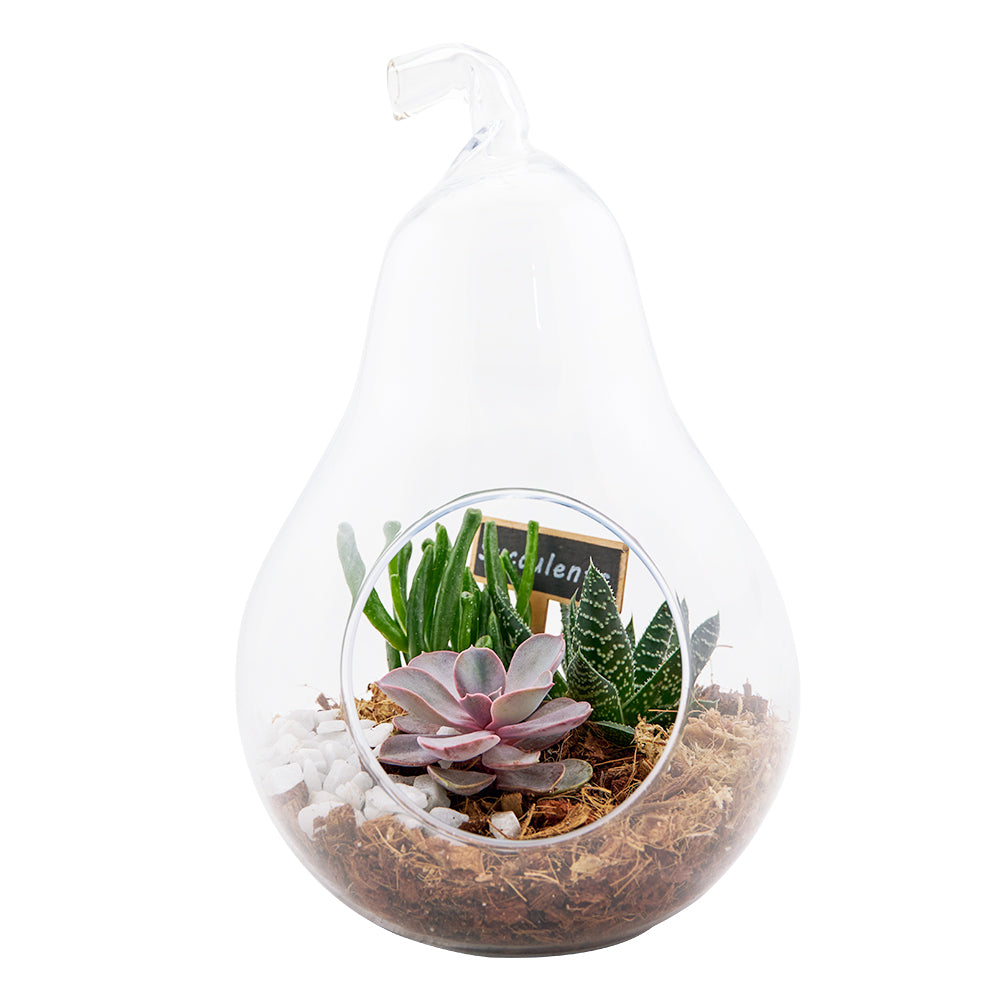 Pear-shaped succulent terrarium. Same Day Toronto Delivery