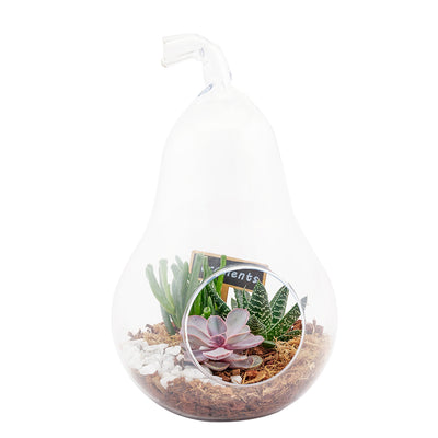 Pear-shaped succulent terrarium. Same Day Toronto Delivery