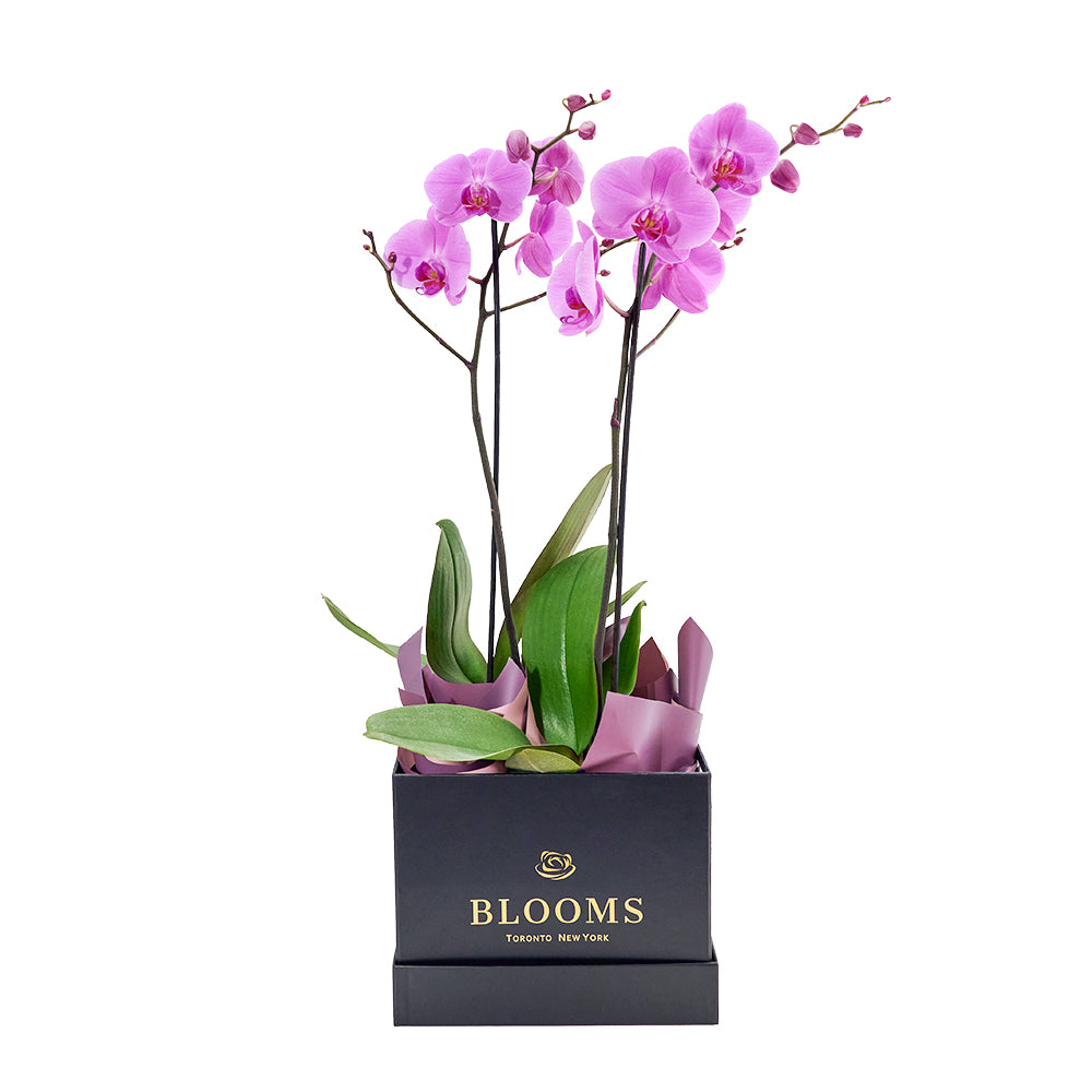 Pink orchid arranged in a black box. Same Day Toronto Delivery