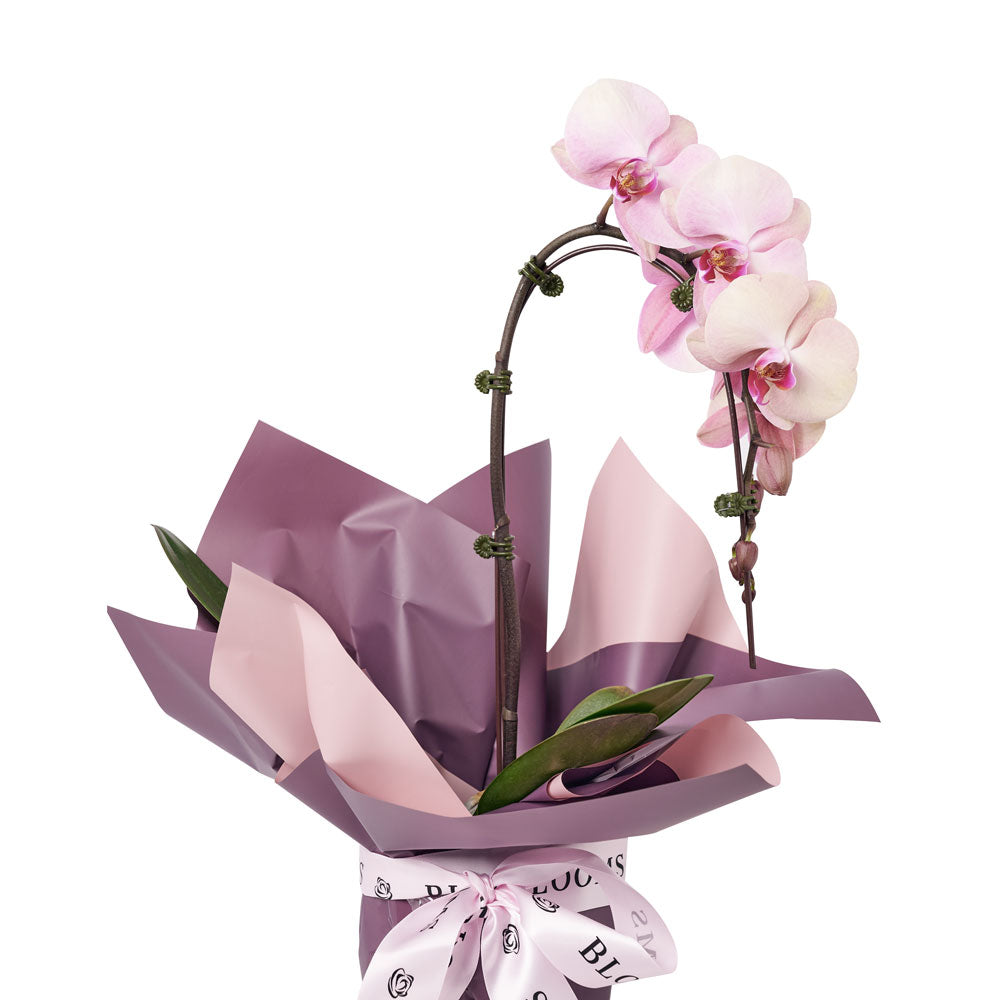 Pure & Simple Flowers & Wine Gift - Orchid plant and Wine Gift Set - Same Day Toronto Delivery