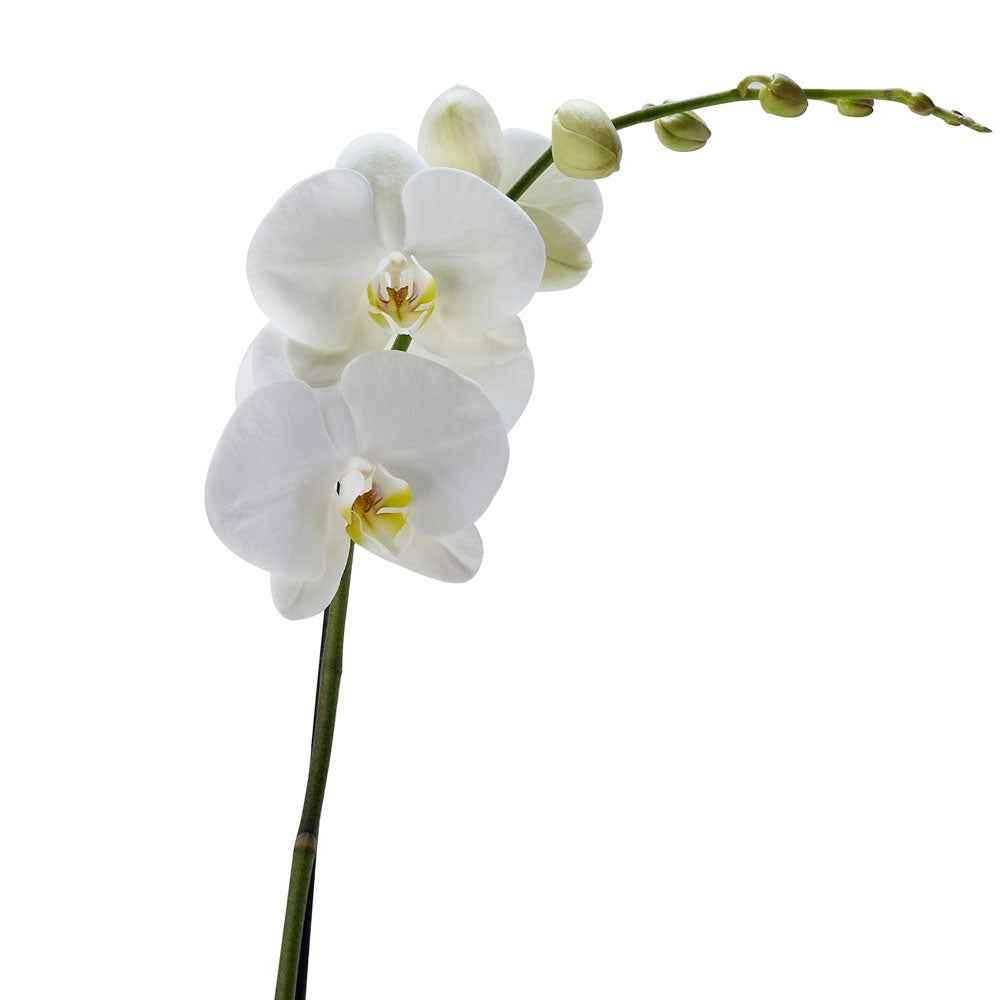 Pure & Simple Exotic Orchid Plant - Orchid Gift - Toronto Delivery