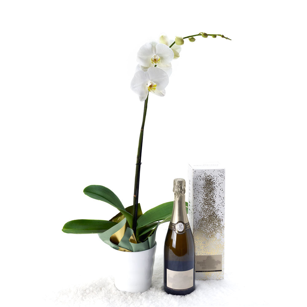 White potted orchid with a bottle of sparkling wine. Same Day Toronto Delivery