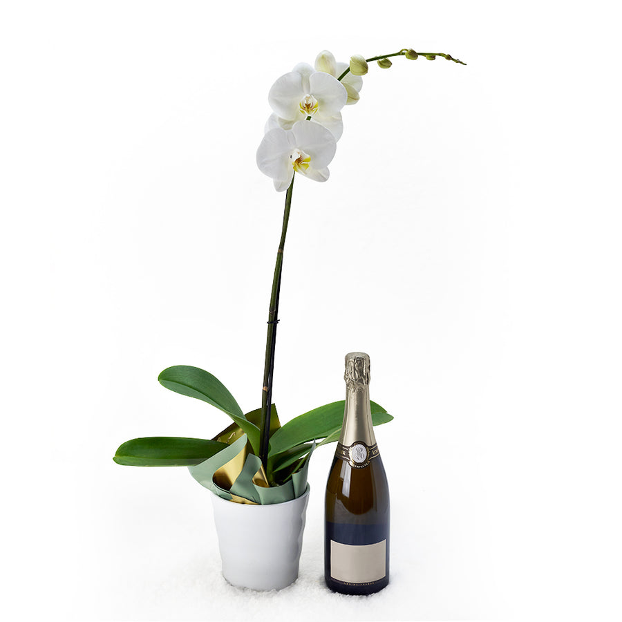 White potted orchid with a bottle of sparkling wine. Same Day Toronto Delivery