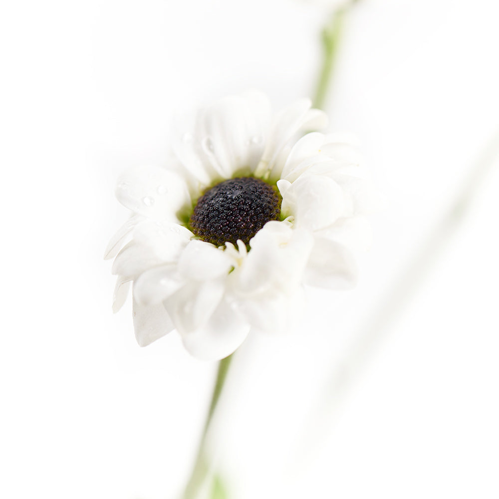 Pure and Pristine Daisy Bouquet - Gift Delivery - Same Day Toronto Delivery
