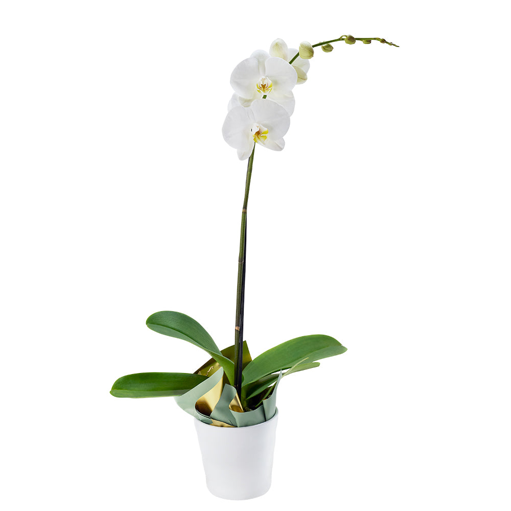 Pure & Simple Exotic Orchid Plant - Orchid Gift - Toronto Delivery