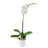 Pure & Simple Exotic Orchid Plant - Orchid Gift - Toronto Delivery