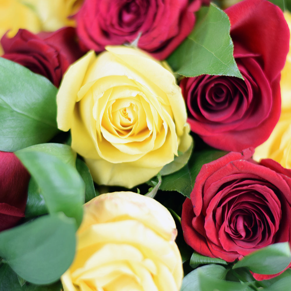 White Tea Roses Toronto - Toronto Same Day Flower Delivery - Toronto Flower Gifts