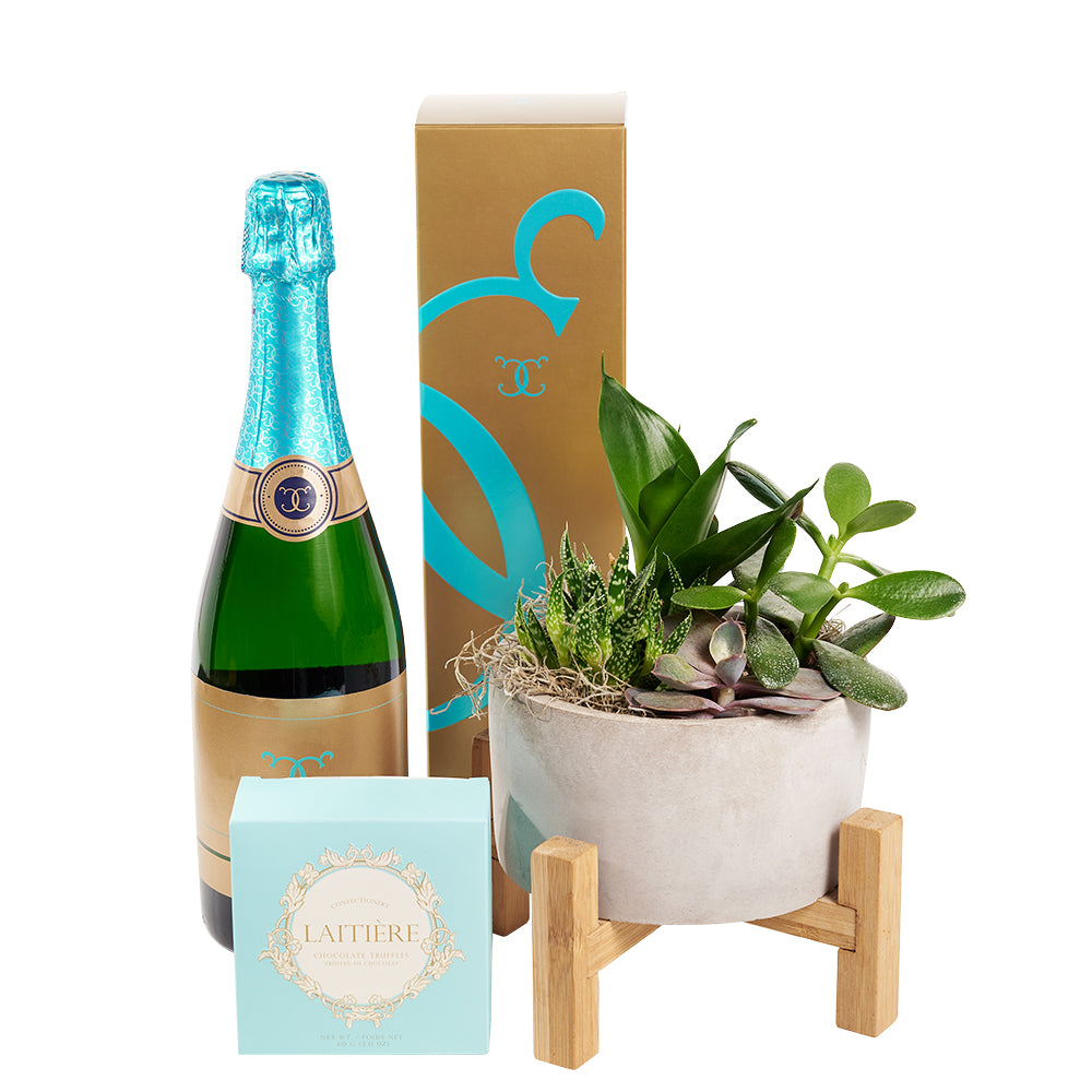 Reasons to Celebrate Plant &amp; Champagne Gift - Wine Gift Set - Same Day Toronto Delivery