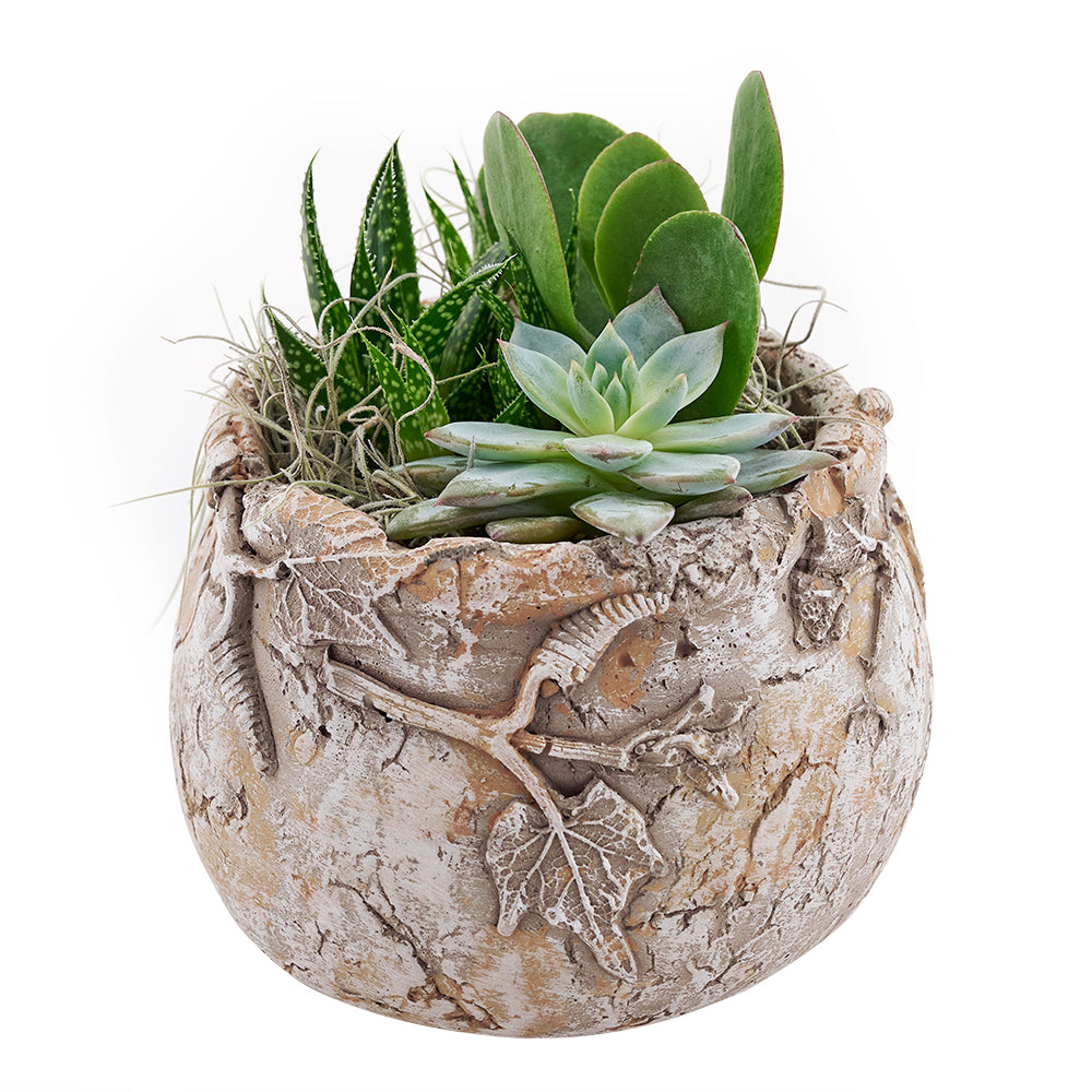 Toronto Same Day Flower Delivery - Toronto Flower Gifts - Plant Gifts - Cactus