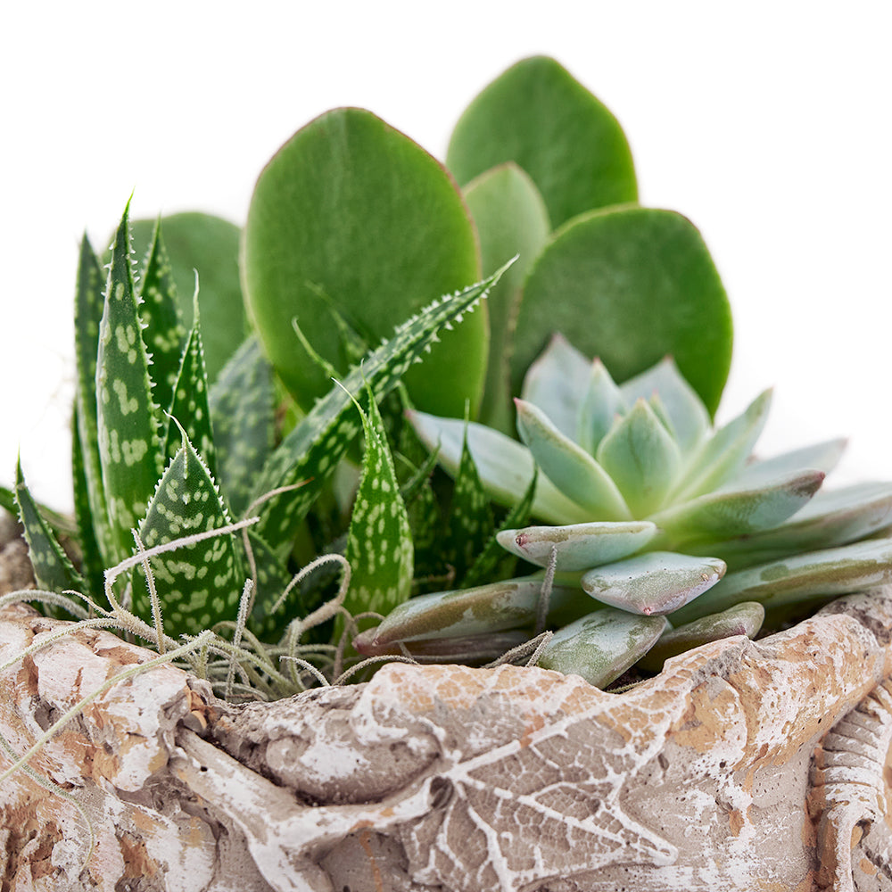 Toronto Same Day Flower Delivery - Toronto Flower Gifts - Plant Gifts - Cactus