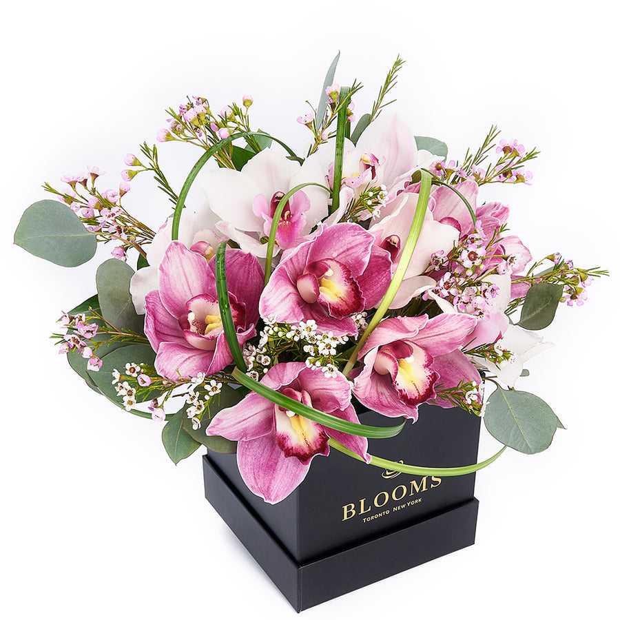 Softly Pink Orchid Box Arrangement – Orchid Gifts – Toronto delivery