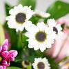 Suddenly Spring Mother’s Day Floral Gift - Mother's Day Gifts - Same Day Toronto Delivery