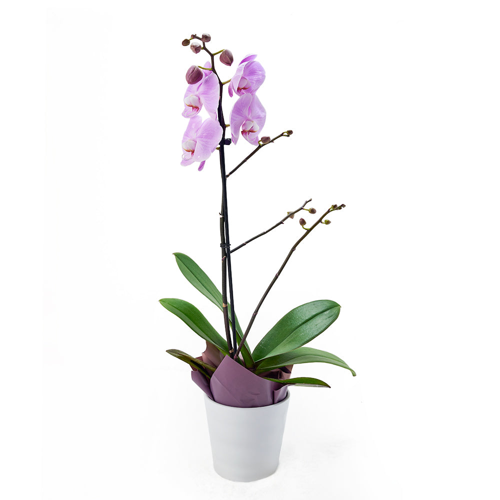 The Captivating Orchid Plant, Same Day Toronto Delivery