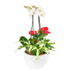 Tropical Arrangement - Orchid and Anthurium Potted Arrangement - Same Day Toronto Delivery