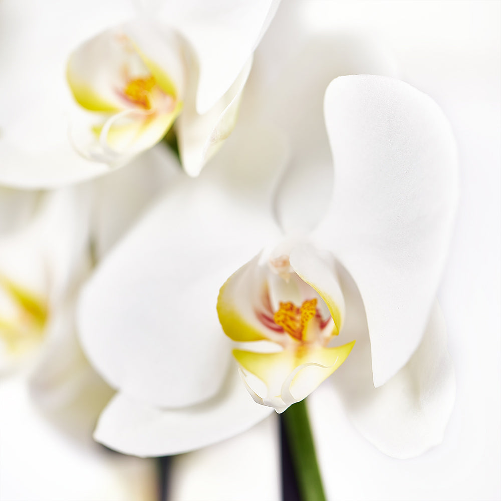 Tropical Arrangement - Orchid and Anthurium Potted Plant - Same Day Toronto Delivery