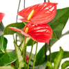 Tropical Arrangement - Orchid and Anthurium Potted Plant - Same Day Toronto Delivery