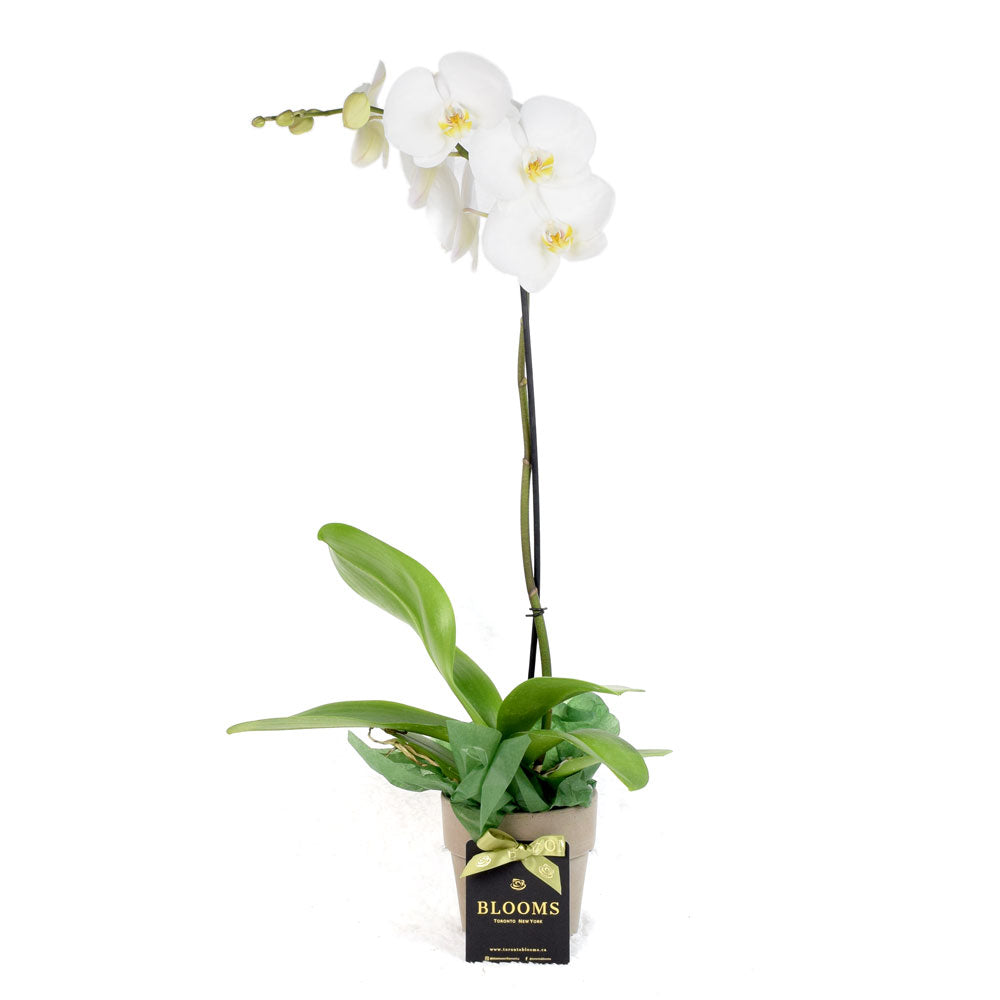 Pearl Essence Exotic Orchid Plant